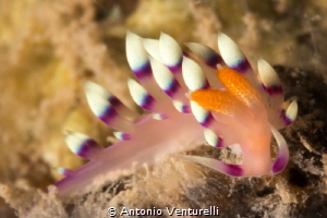 Coryphellina exoptata by Antonio Venturelli 